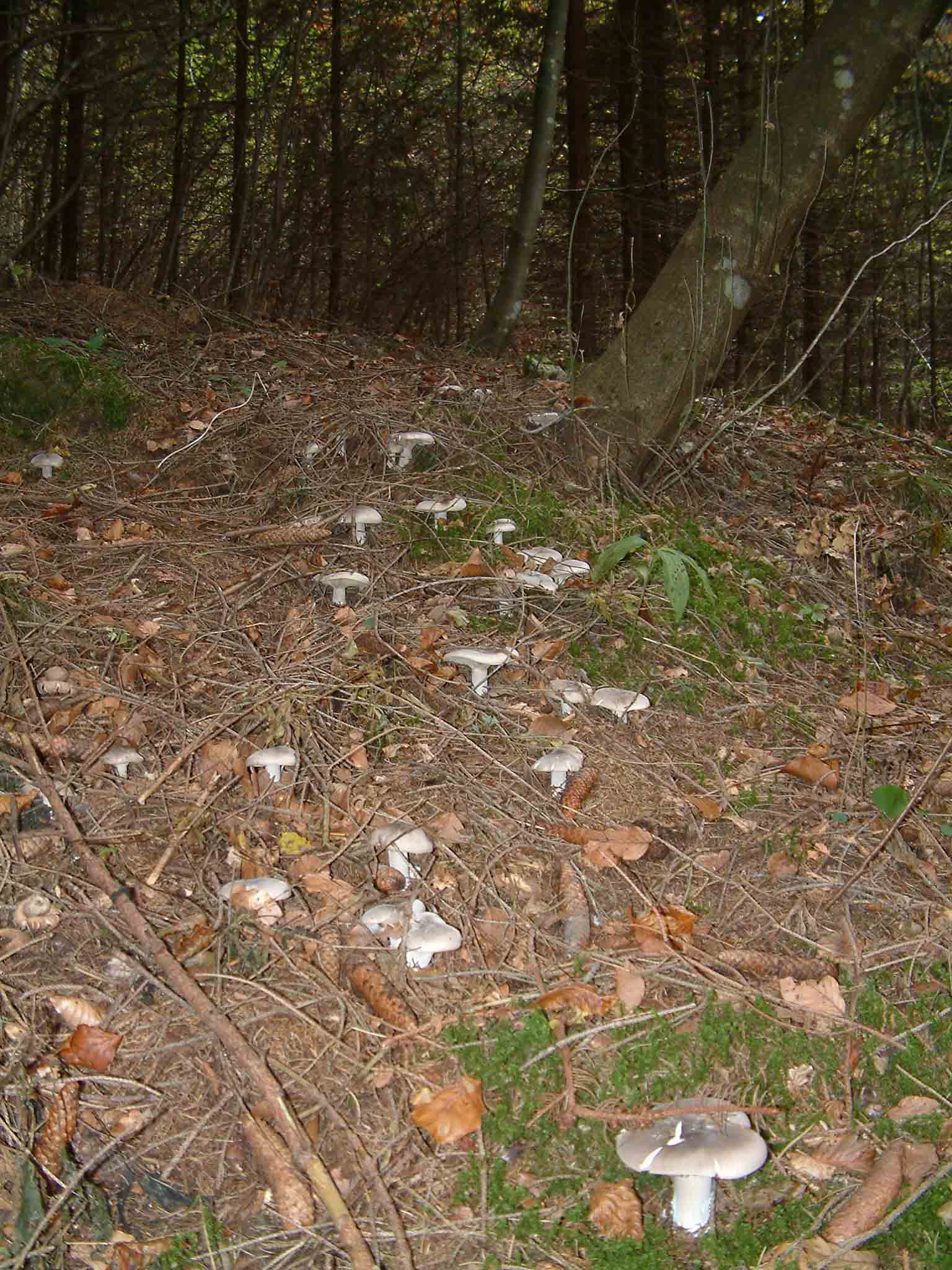 Cosa ha da fare un marinaio in montagna se non....